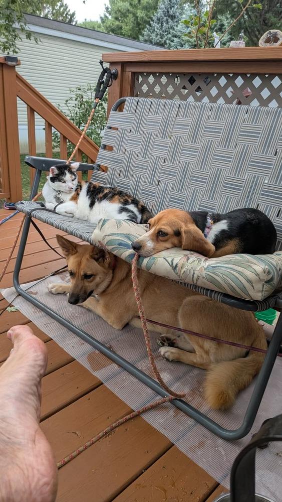 Enlarge Vega Freegle, a Adoptable Beagle in Waunakee, WI image 2/2