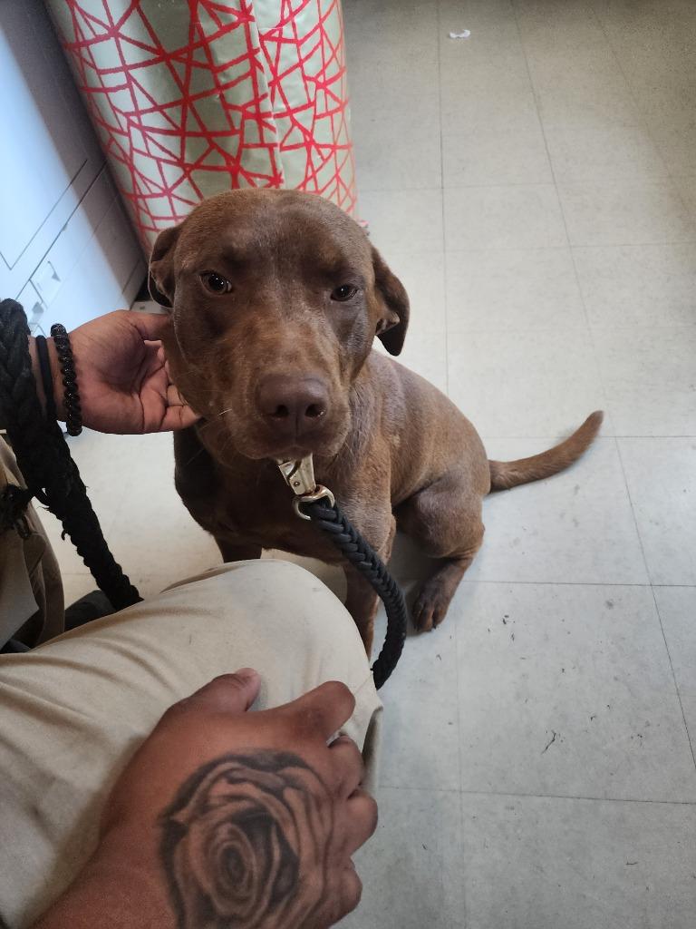 2023-04-016, Adoptable, Adult Male Labrador Retriever.