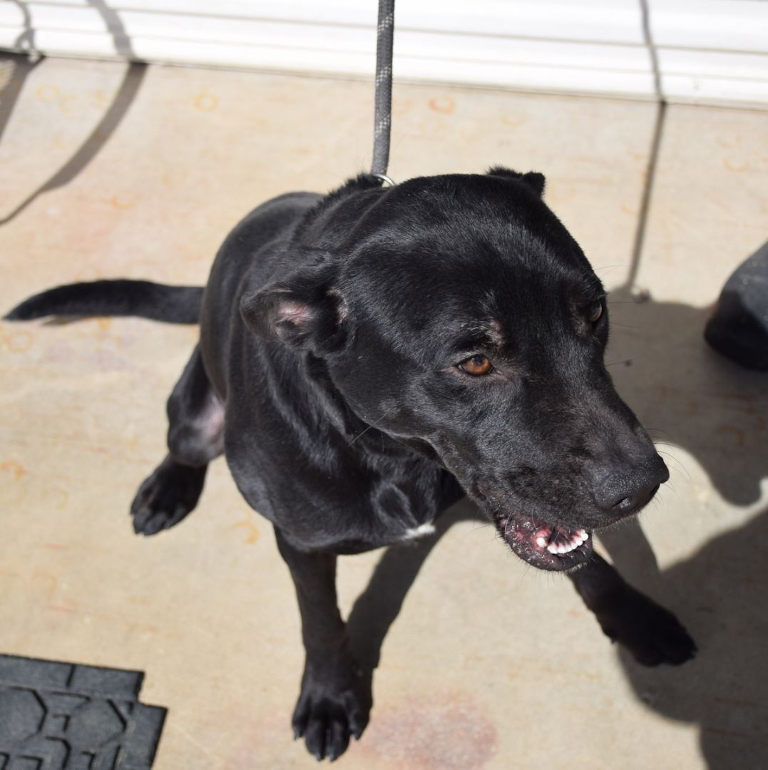 Andy, Adoptable, Adult Male Labrador Retriever & Mixed Breed.