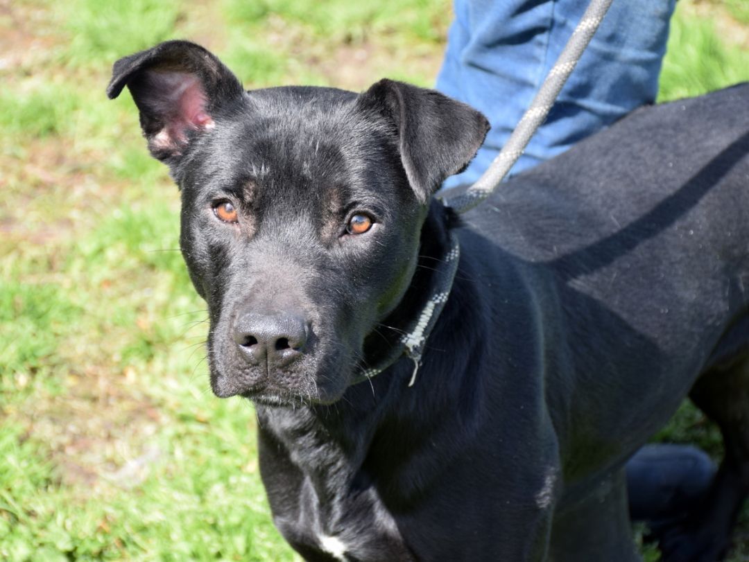 Enlarge Andy, a Adoptable mixed breed in Anniston, AL image 2/10