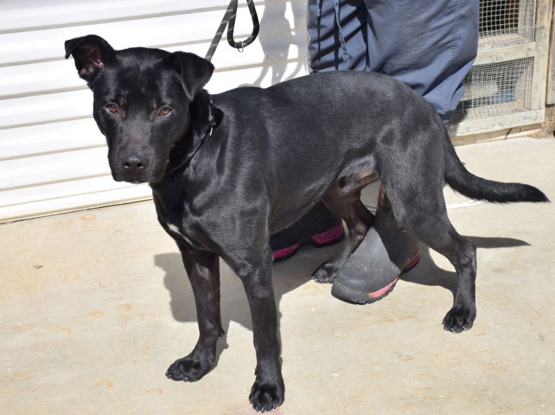 Enlarge Andy, a Adoptable mixed breed in Anniston, AL image 3/10