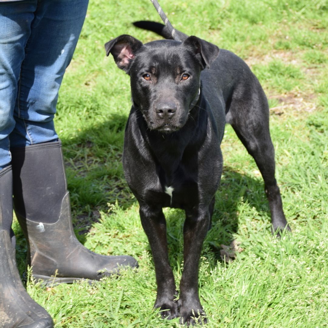 Enlarge Andy, a Adoptable mixed breed in Anniston, AL image 4/10