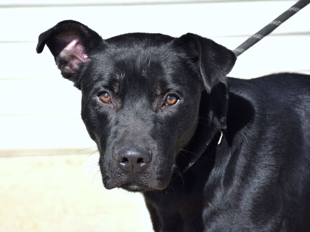 Andy, Adoptable, Adult Male Labrador Retriever & Mixed Breed.