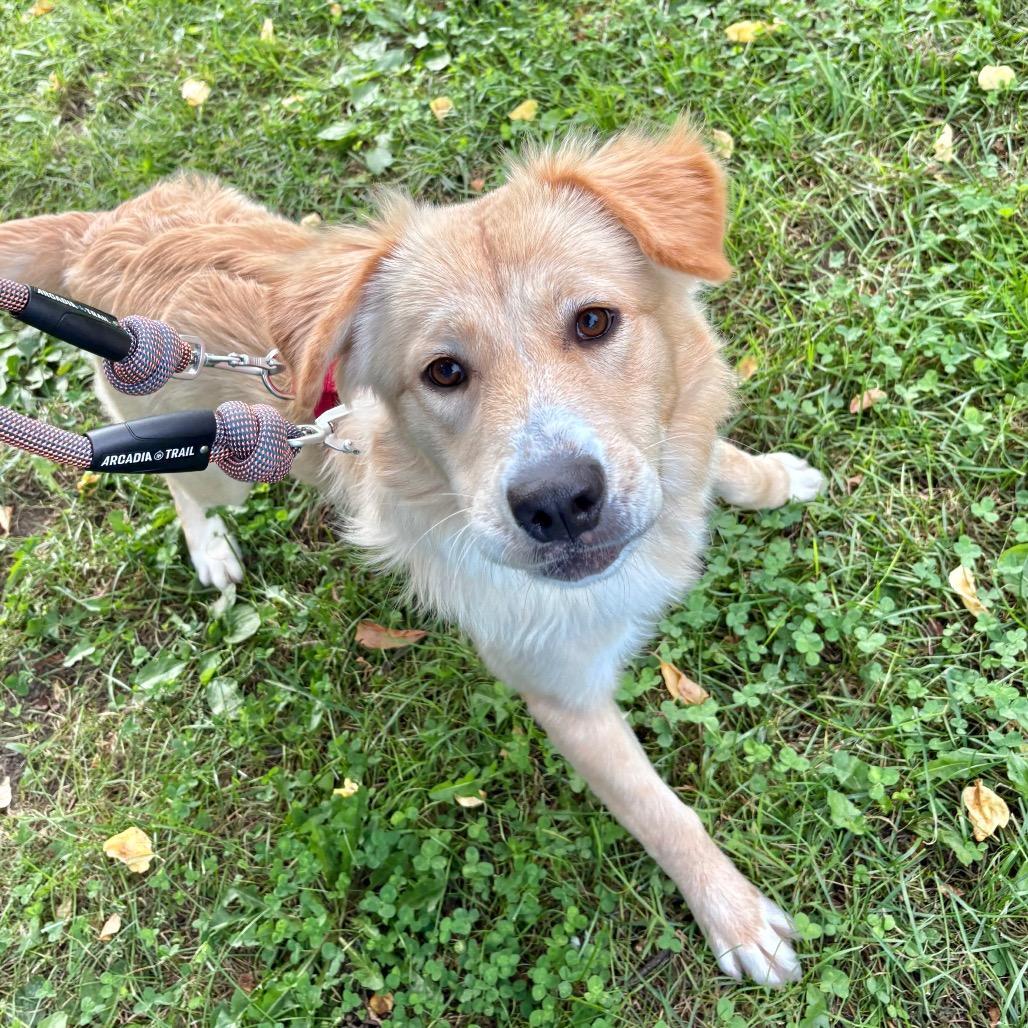 Eliza, Adoptable, Young Female Mixed Breed.