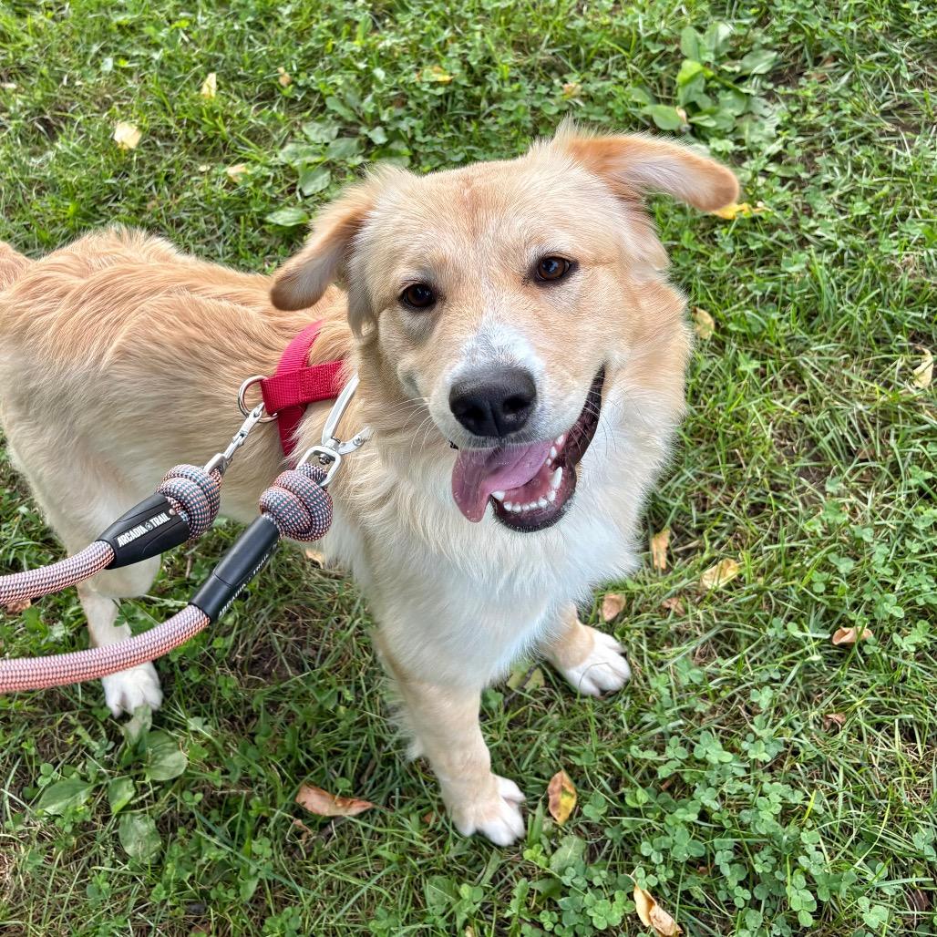 Enlarge Eliza, a Adoptable Mixed Breed in New York, NY image 2/5