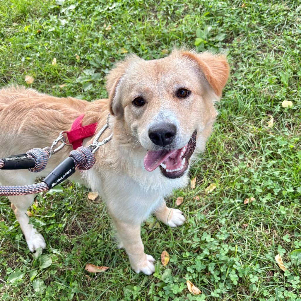 Enlarge Eliza, a Adoptable Mixed Breed in New York, NY image 3/5