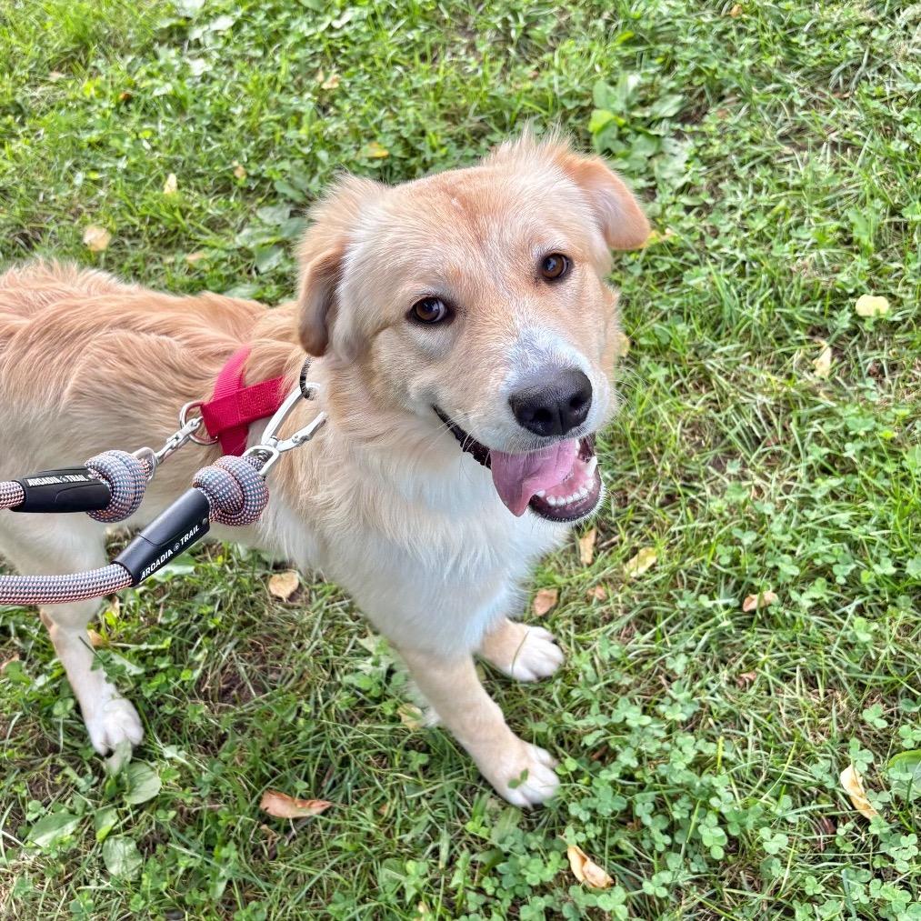 Enlarge Eliza, a Adoptable Mixed Breed in New York, NY image 5/5