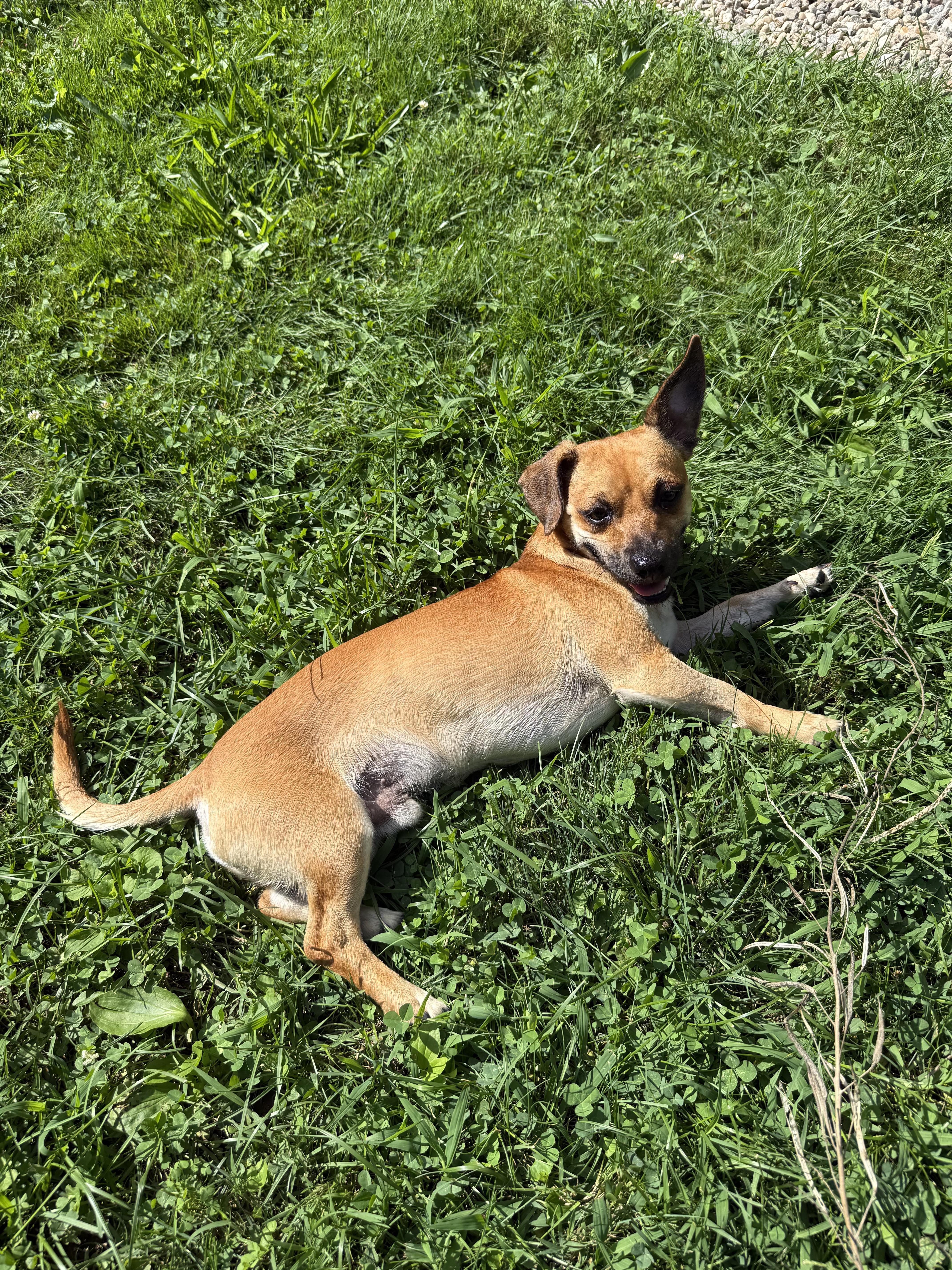 Enlarge Georgie, a ADOPTABLE mixed breed in Southington, CT image 2/6