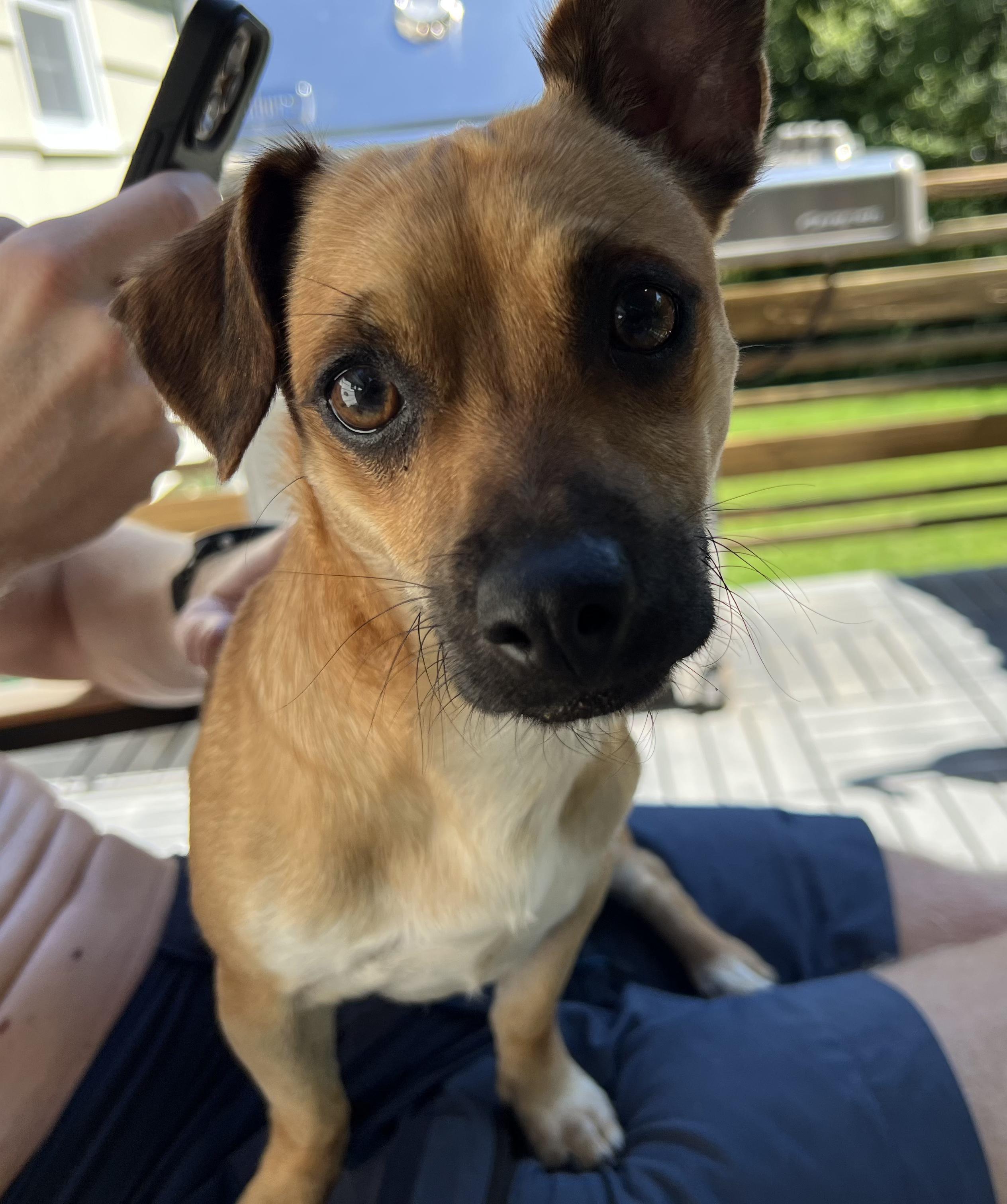Georgie, ADOPTABLE, Young Male Chihuahua.