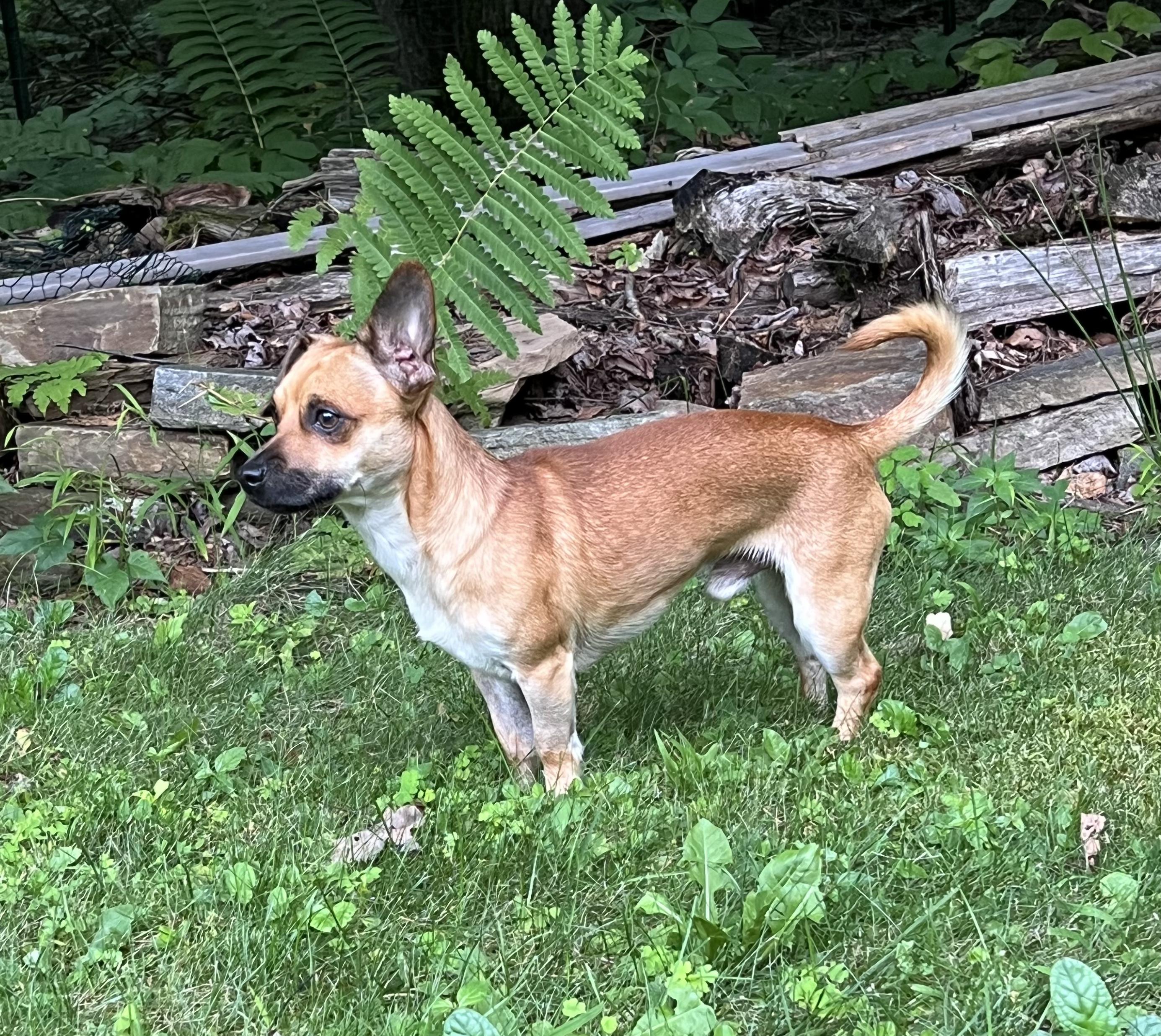 Enlarge Georgie, a ADOPTABLE mixed breed in Southington, CT image 6/6