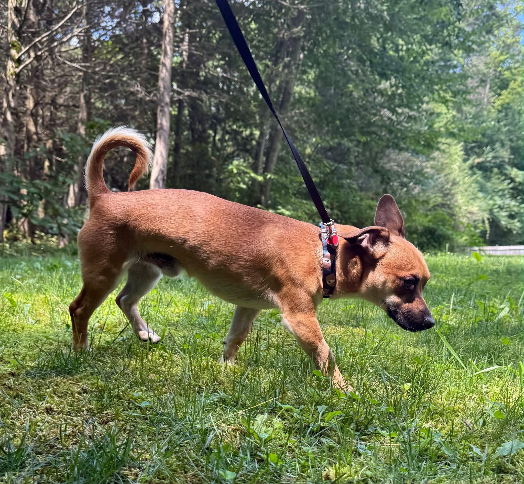 Enlarge Georgie, a ADOPTABLE mixed breed in Southington, CT image 3/6