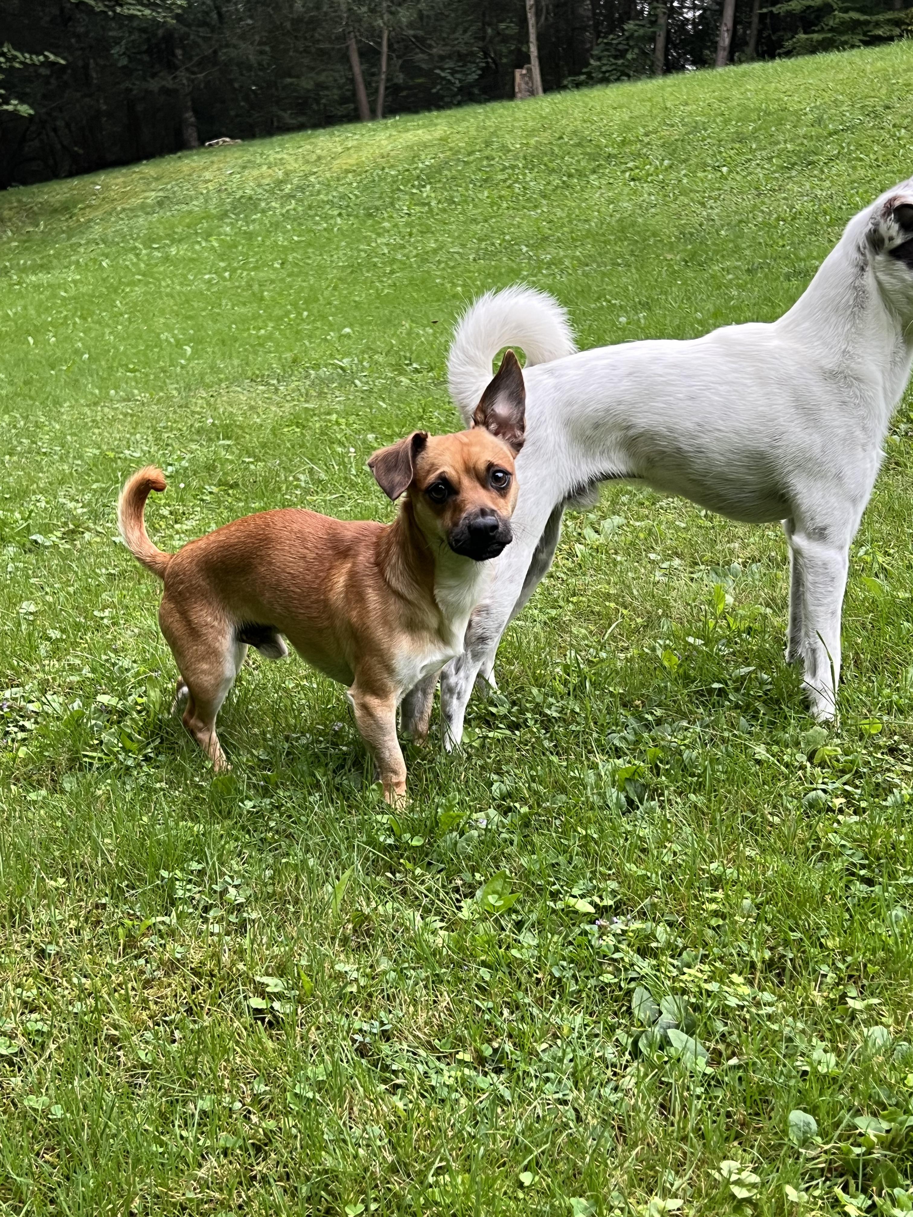 Enlarge Georgie, a ADOPTABLE mixed breed in Southington, CT image 5/6