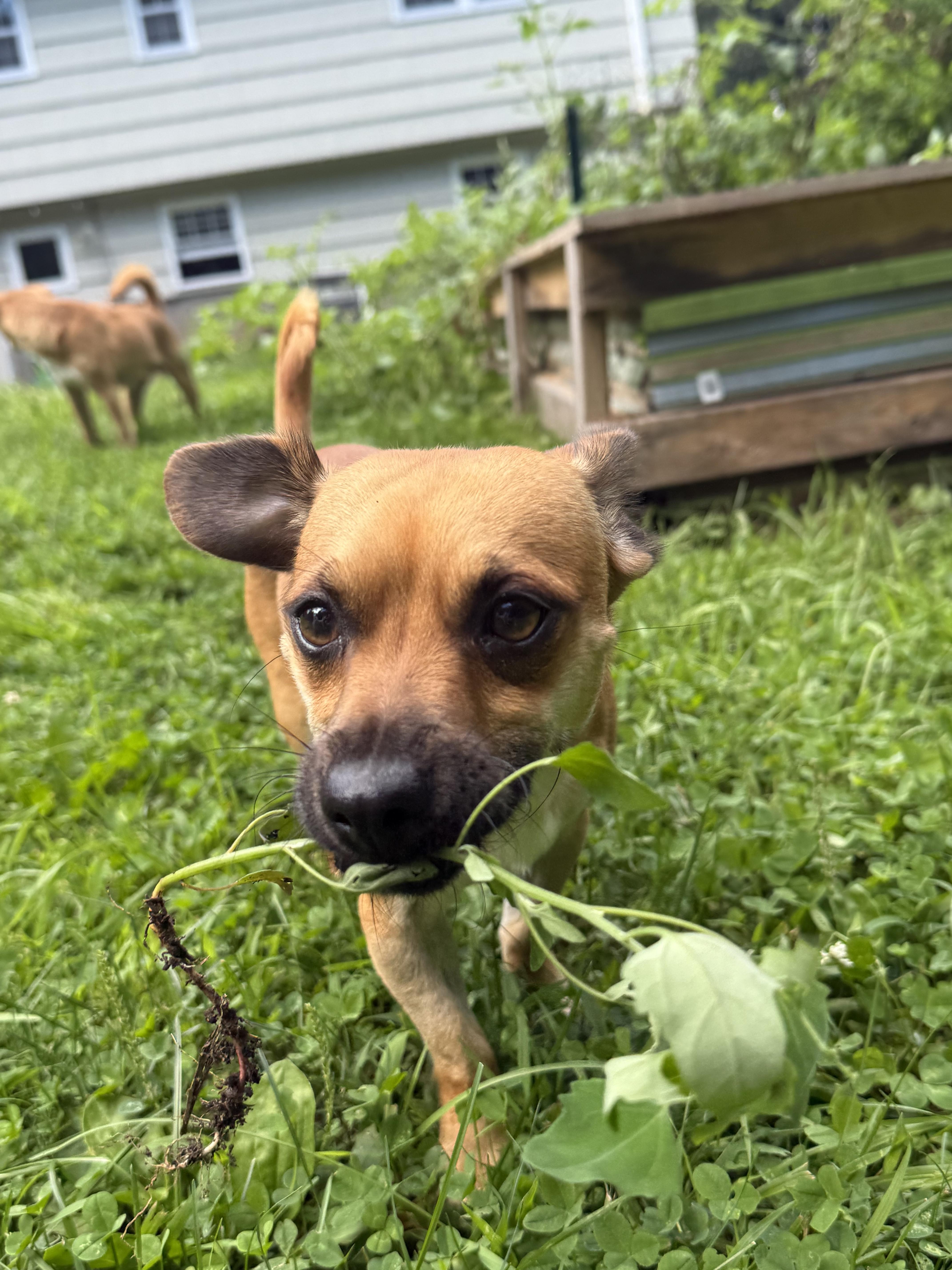 Enlarge Georgie, a ADOPTABLE mixed breed in Southington, CT image 4/6