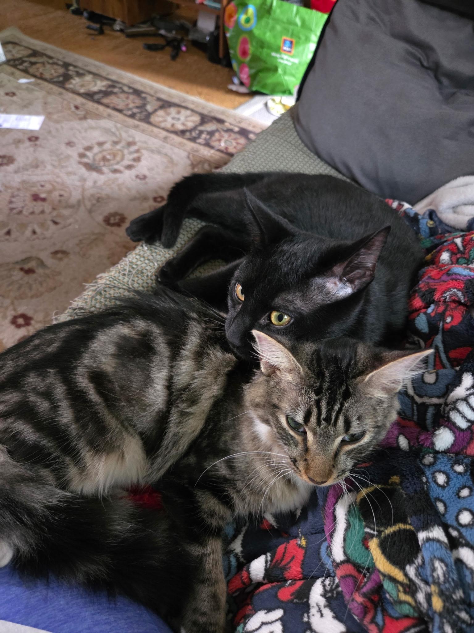 Mittens & Skipper (Bonded Pair), an adoptable Domestic Medium Hair in Moorestown, NJ image 5/5