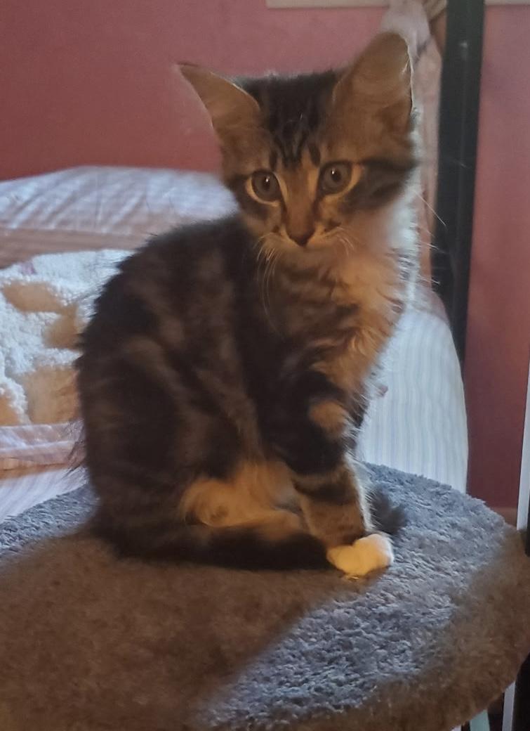 Enlarge Mittens, a Adoptable Domestic Short Hair in Moorestown, NJ image 2/3