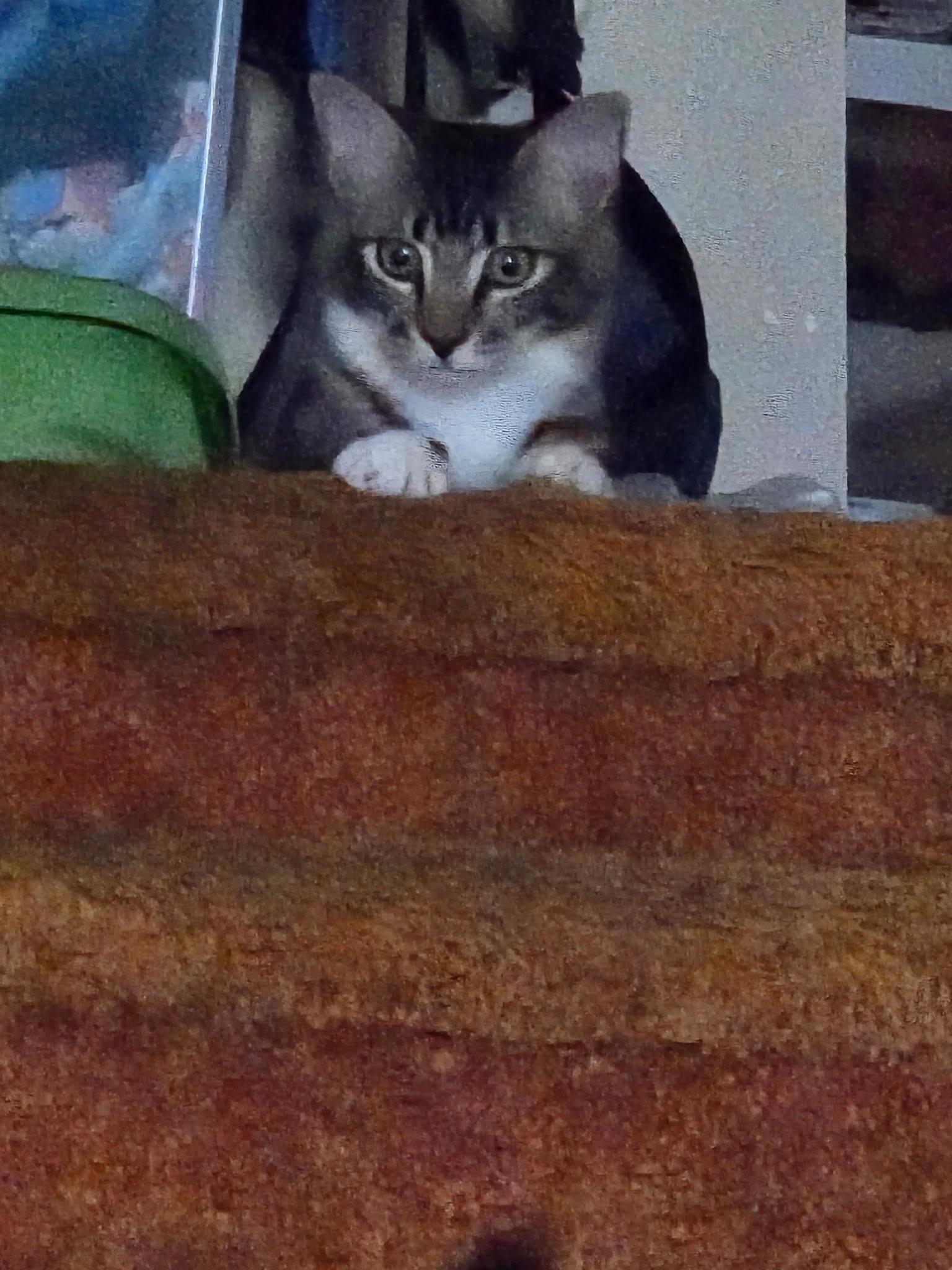 Enlarge Mittens, a Adoptable Domestic Short Hair in Moorestown, NJ image 4/4