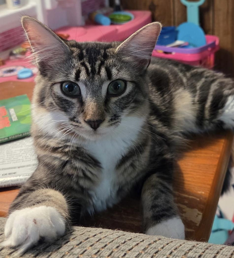 Enlarge Mittens, an adoptable Domestic Short Hair in Moorestown, NJ image 1/5