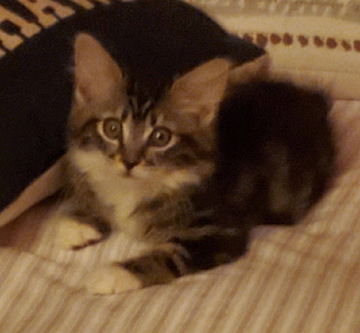 Enlarge Mittens, a Adoptable Domestic Short Hair in Moorestown, NJ image 1/3