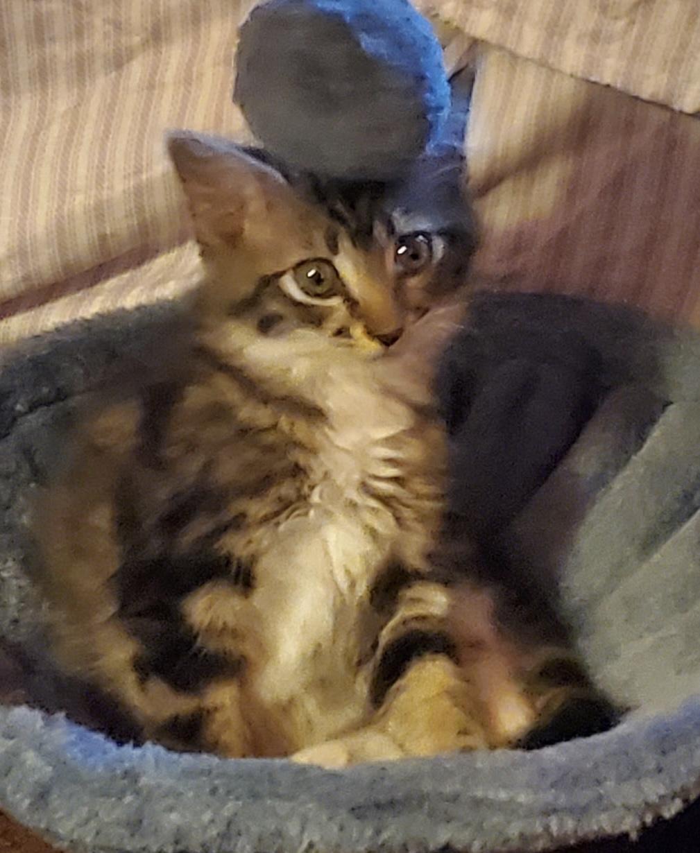 Enlarge Mittens, a Adoptable Domestic Short Hair in Moorestown, NJ image 3/3