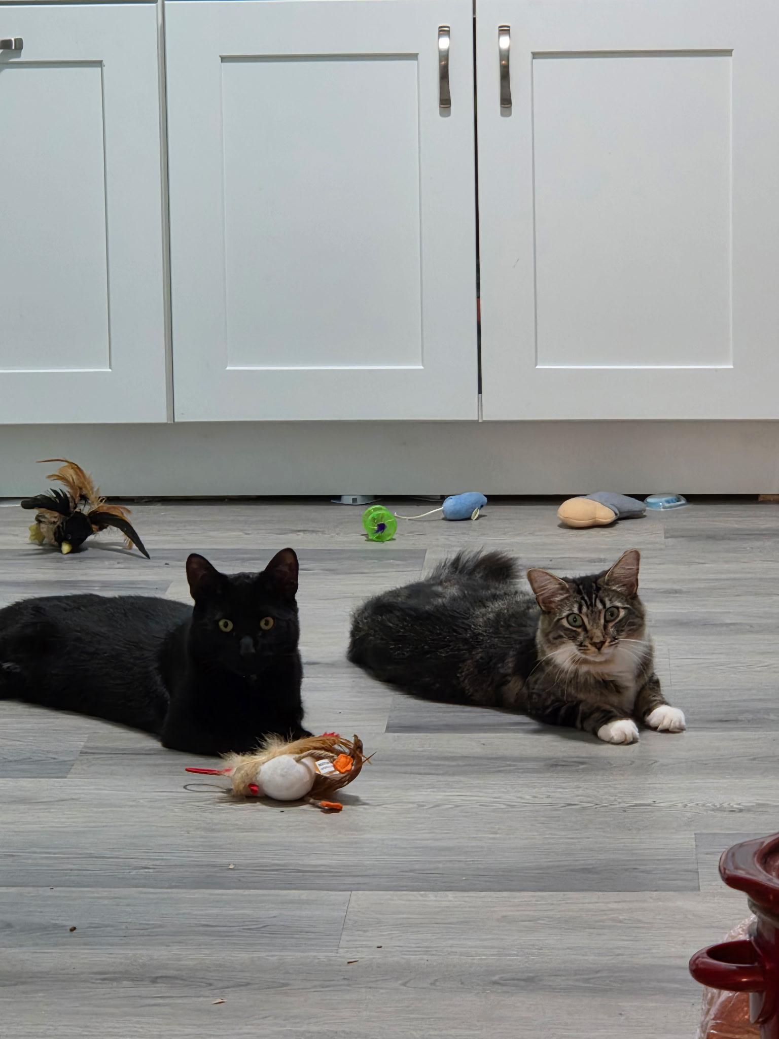 Mittens & Skipper (Bonded Pair), an adoptable Domestic Medium Hair in Moorestown, NJ image 1/5