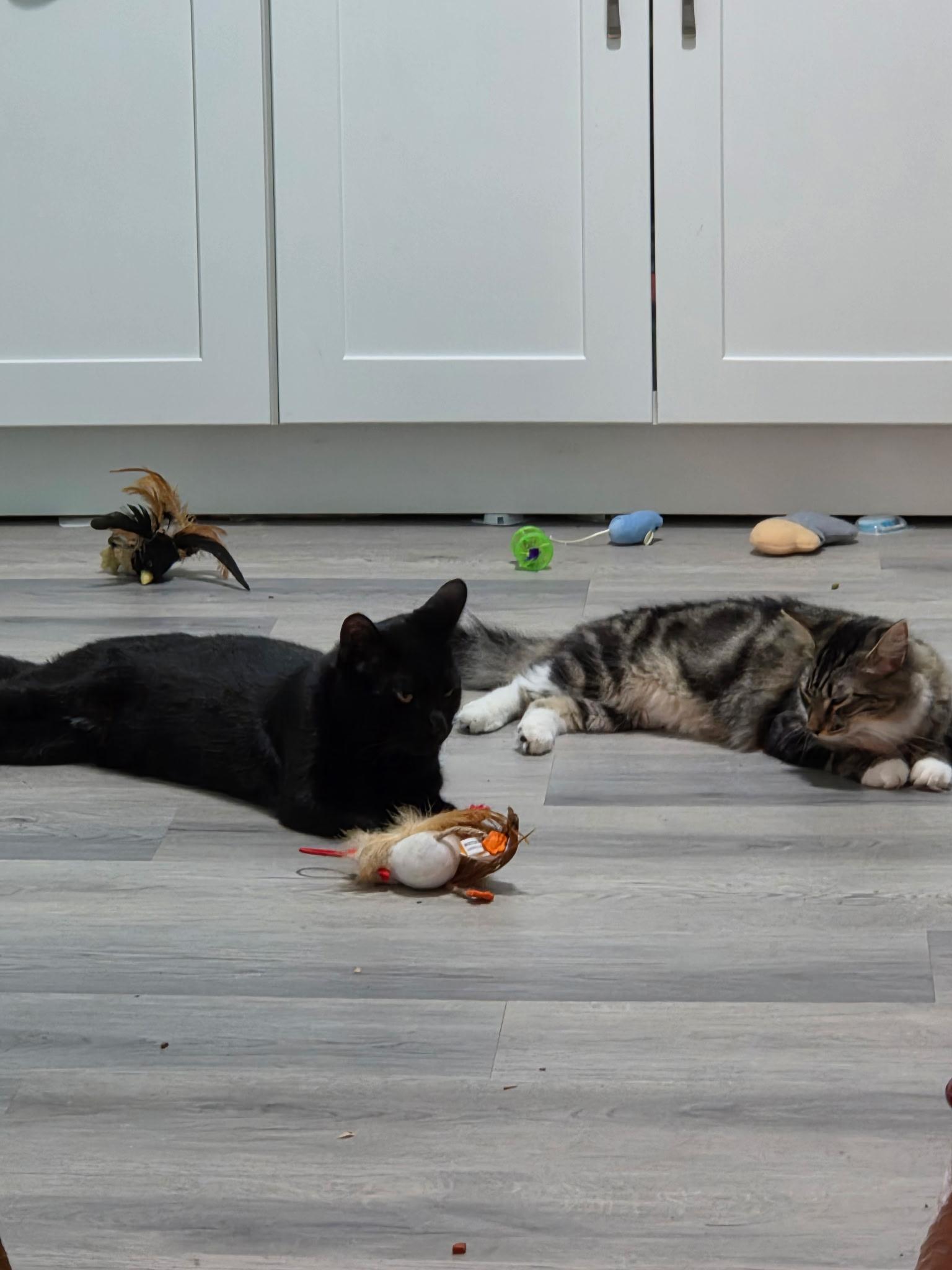 Mittens & Skipper (Bonded Pair), an adoptable Domestic Medium Hair in Moorestown, NJ image 4/5