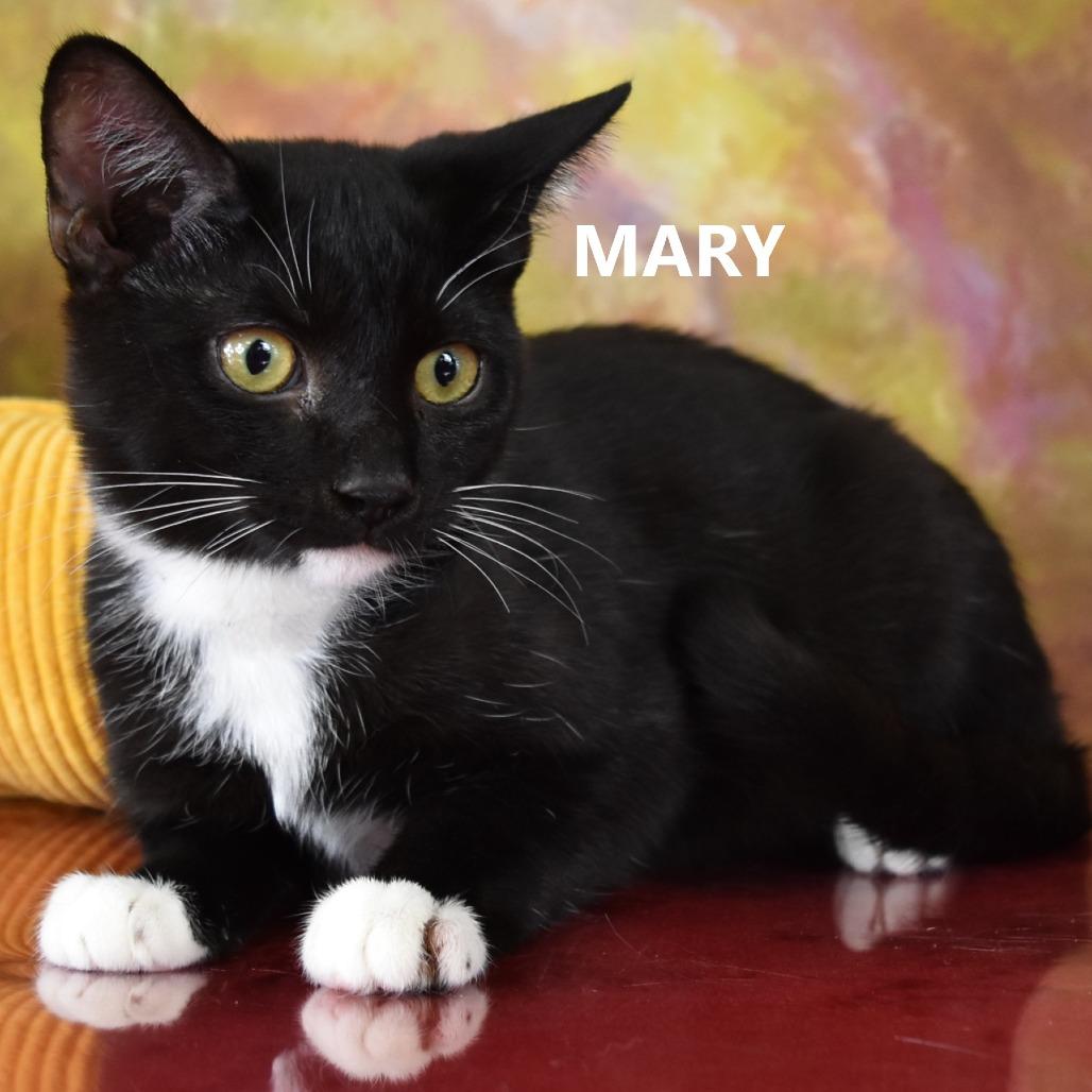 Enlarge Mary, a Adoptable Domestic Short Hair in Yuma, AZ image 1/6