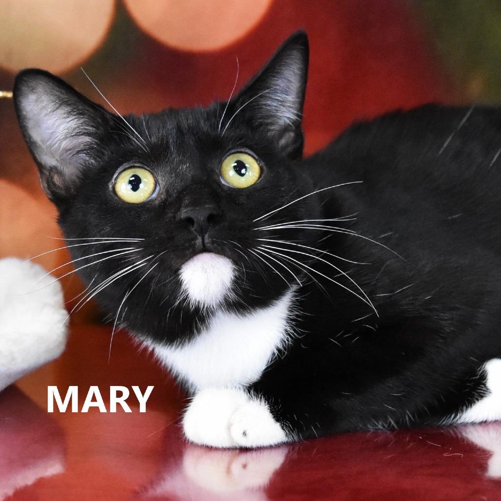Enlarge Mary, a Adoptable Domestic Short Hair in Yuma, AZ image 2/6