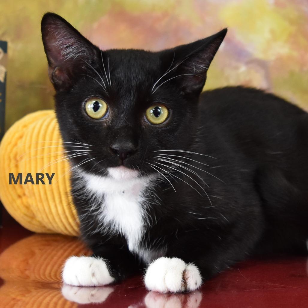 Enlarge Mary, a Adoptable Domestic Short Hair in Yuma, AZ image 3/6