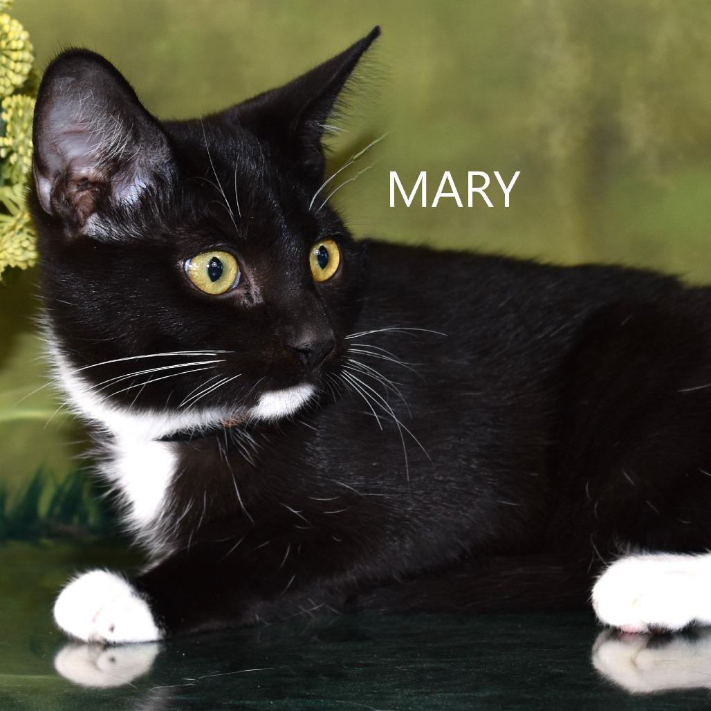 Enlarge Mary, a Adoptable Domestic Short Hair in Yuma, AZ image 4/6
