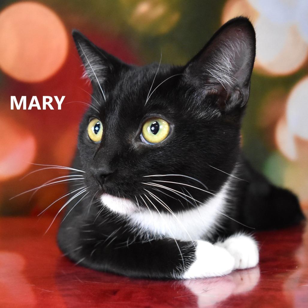 Enlarge Mary, a Adoptable Domestic Short Hair in Yuma, AZ image 5/6
