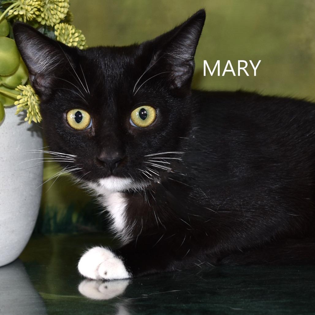 Enlarge Mary, a Adoptable Domestic Short Hair in Yuma, AZ image 6/6