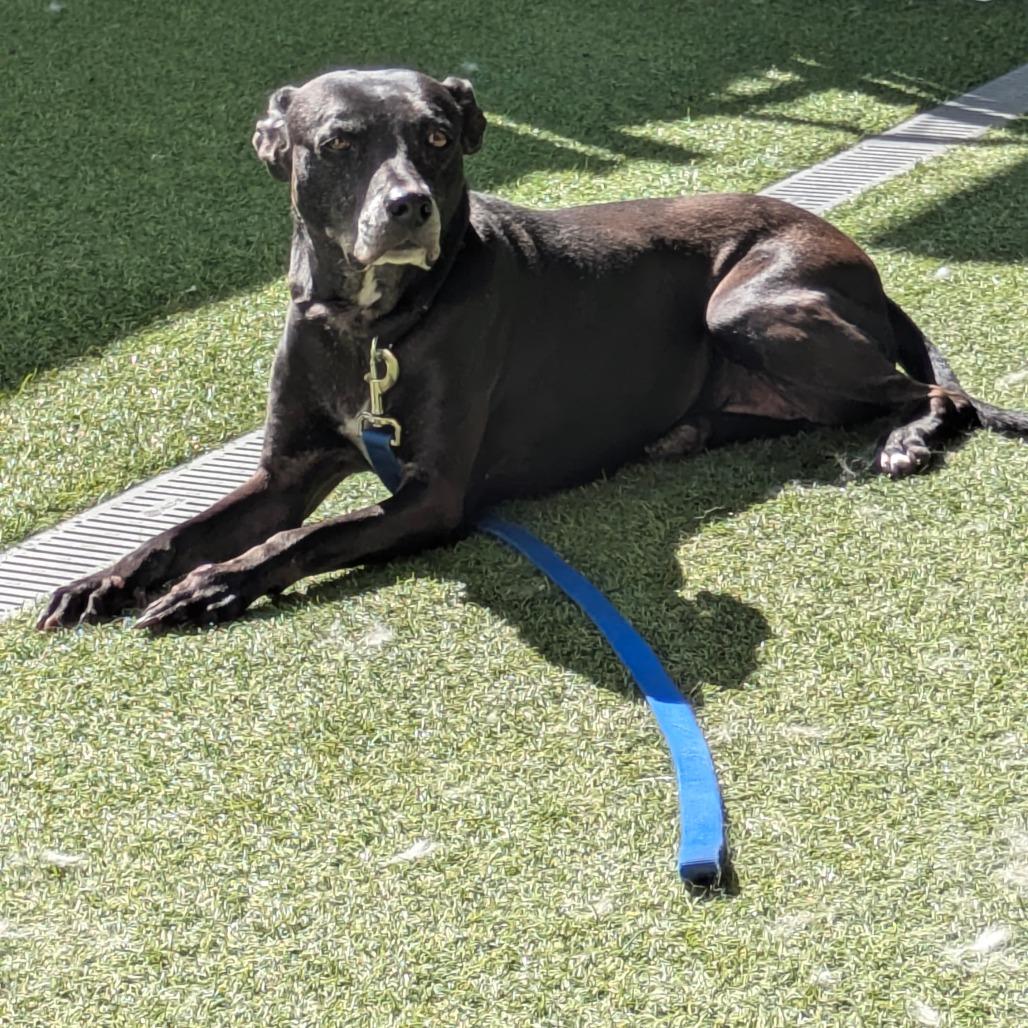 Enlarge Lacy, a Adoptable mixed breed in Jupiter, FL image 1/3