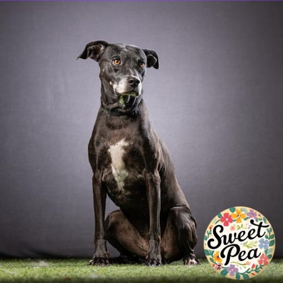 Enlarge Lacy, a Adoptable mixed breed in Jupiter, FL image 2/3