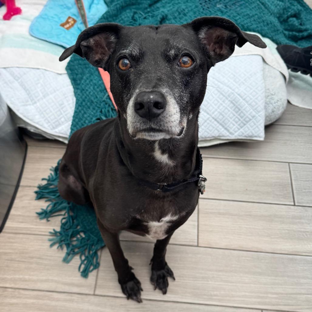 Enlarge Lacy, a Adoptable mixed breed in Jupiter, FL image 3/4