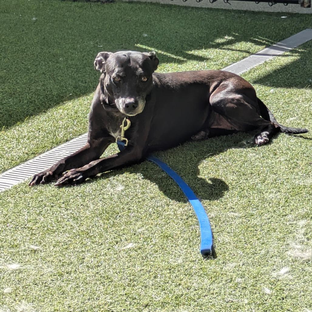 Enlarge Lacy, a Adoptable mixed breed in Jupiter, FL image 3/3