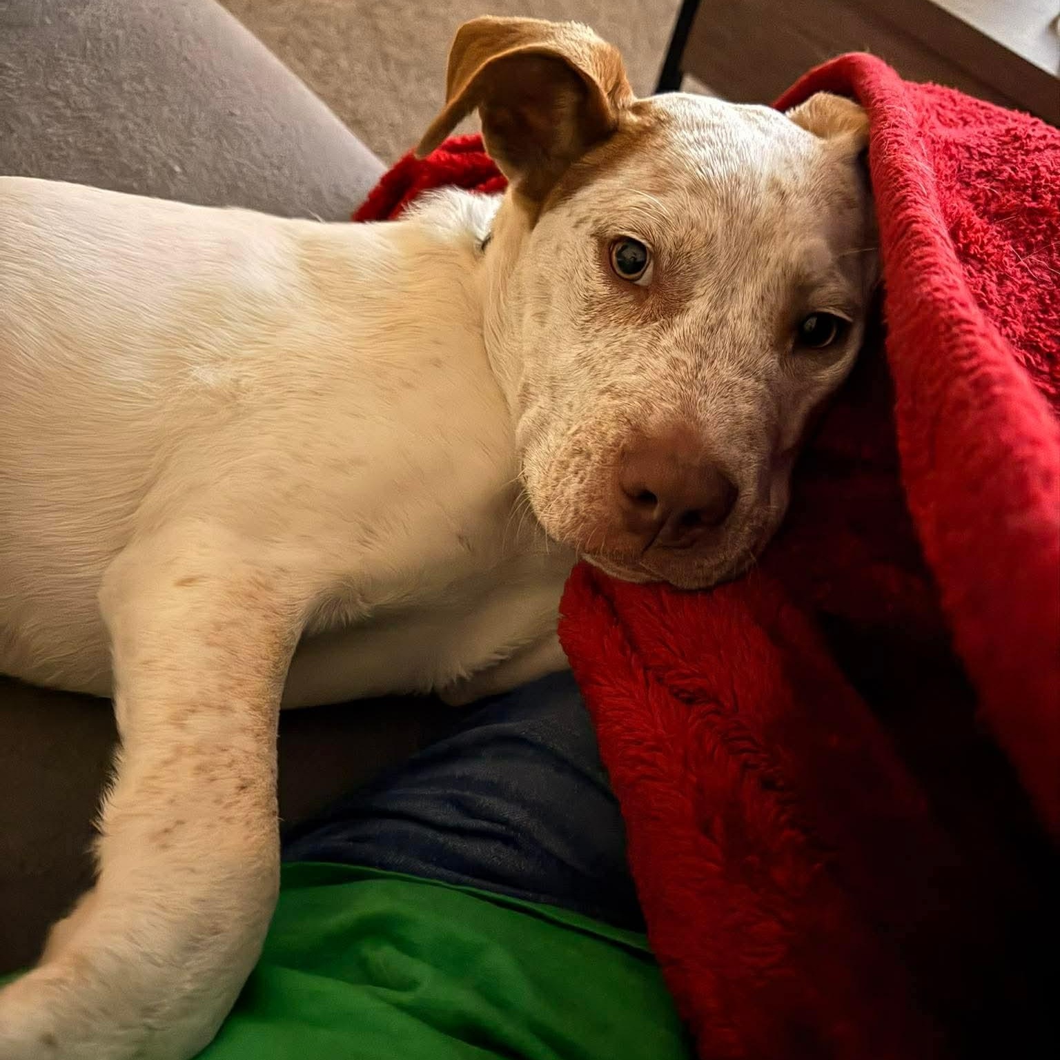 Enlarge HANK , a ADOPTABLE mixed breed in Fletcher, OK image 4/4