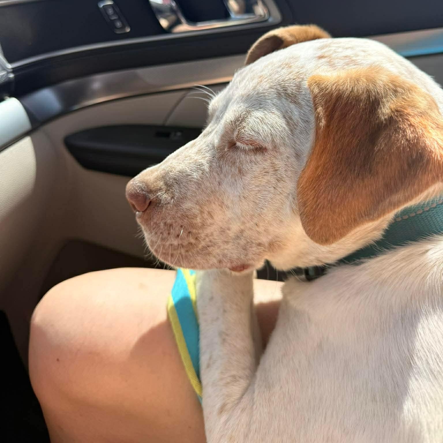 HANK , ADOPTABLE, Young Male English Pointer.