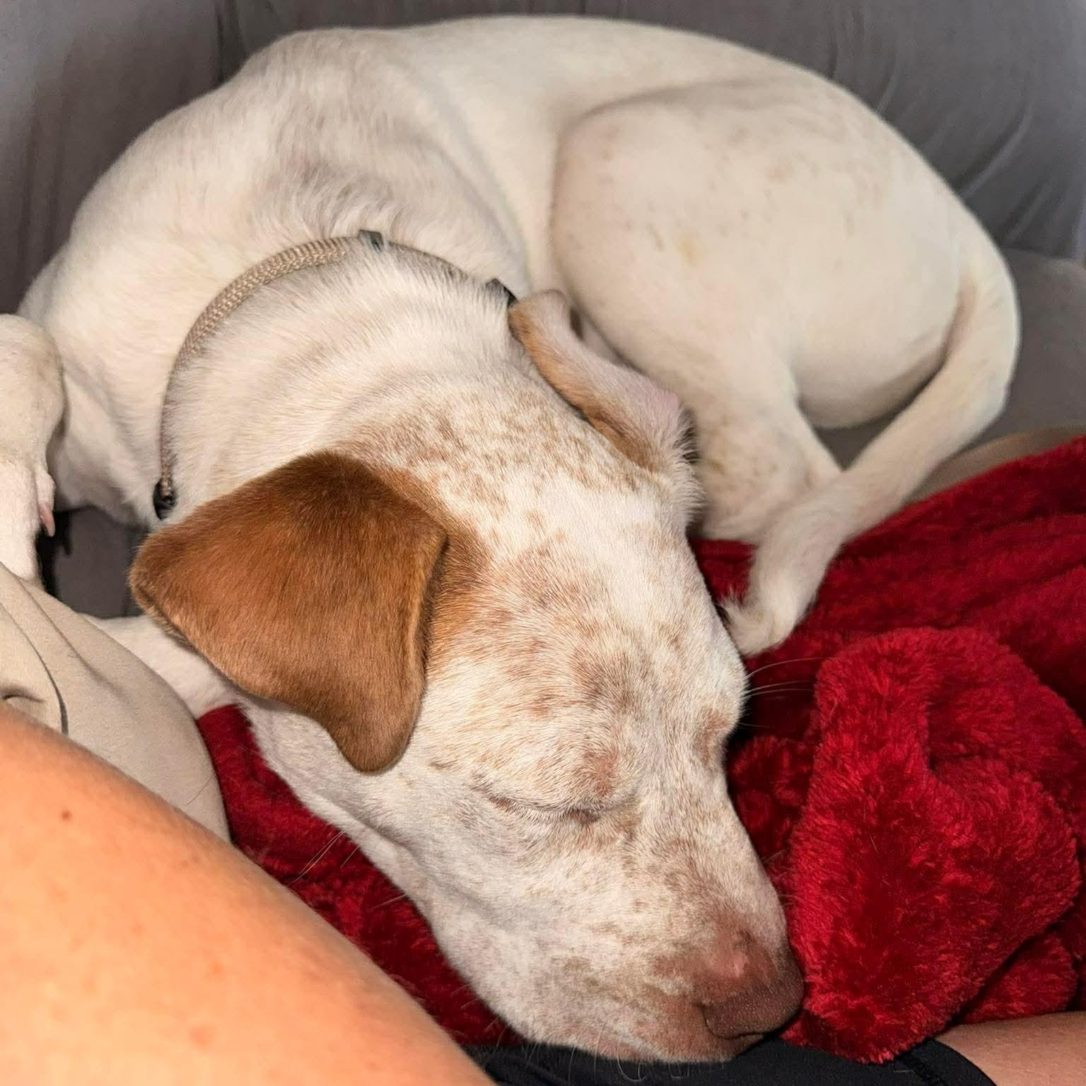 Enlarge HANK , a ADOPTABLE mixed breed in Fletcher, OK image 2/4