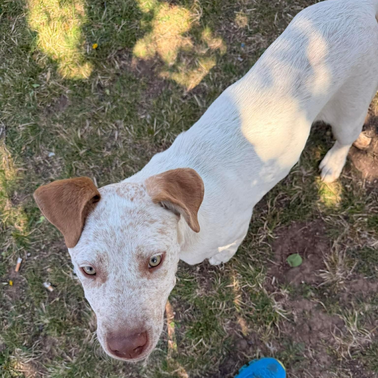 Enlarge HANK , a ADOPTABLE mixed breed in Fletcher, OK image 3/4