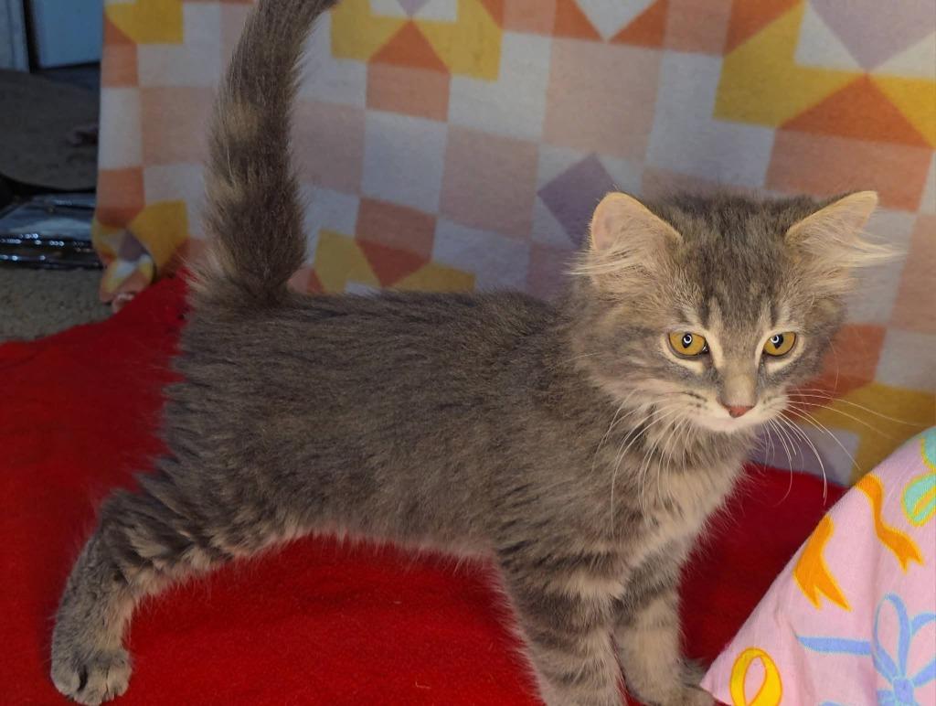 Enlarge Magnus, a Adoptable mixed breed in Miami, OK image 2/3
