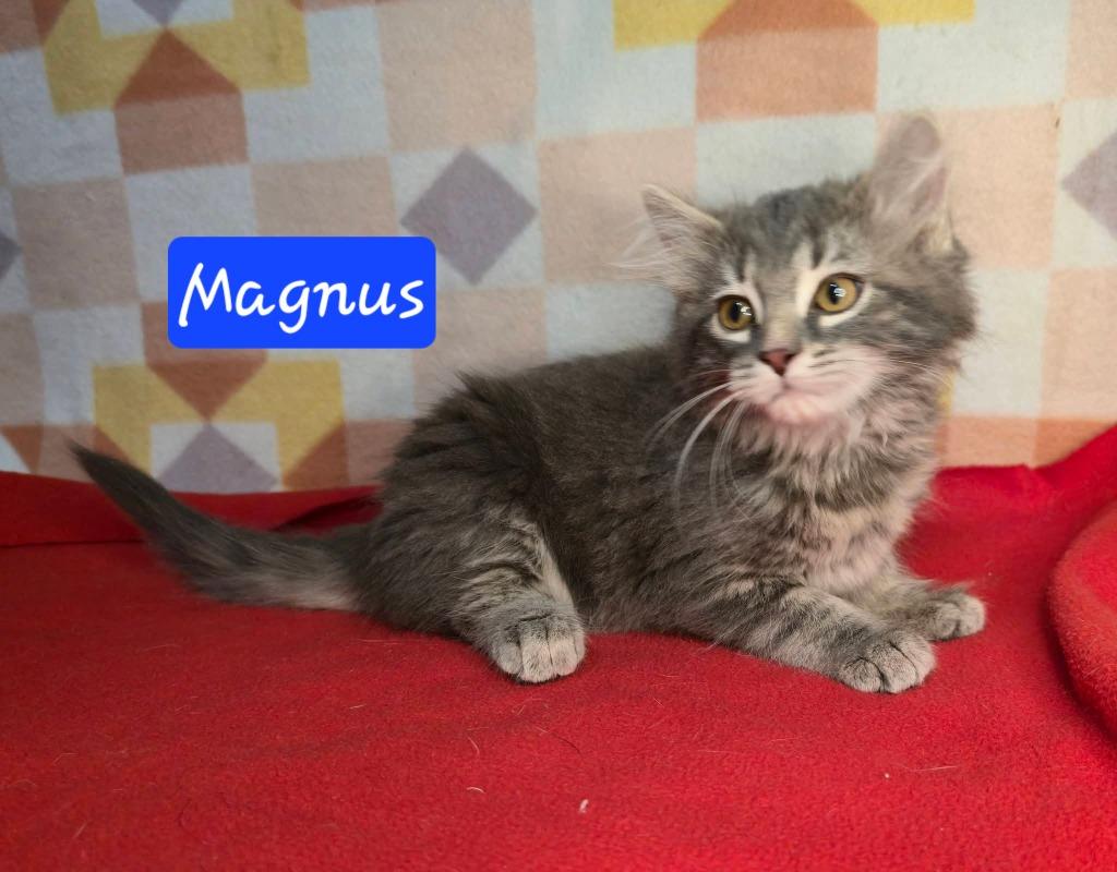 Enlarge Magnus, a Adoptable mixed breed in Miami, OK image 3/3