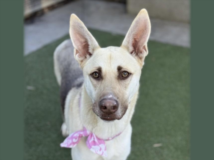 ELLIE, Adoptable, Young Female German Shepherd Dog.