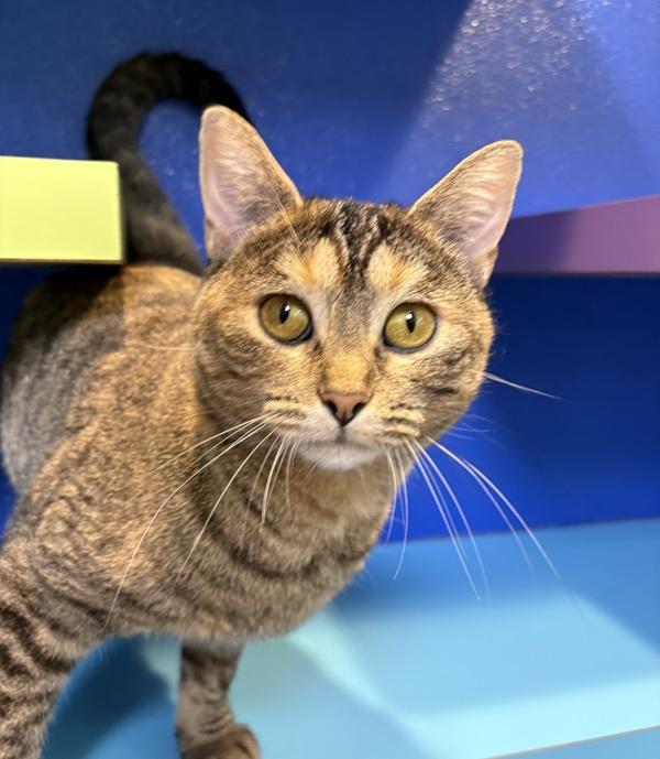 Tabitha, Adoptable, Adult Female Domestic Short Hair.