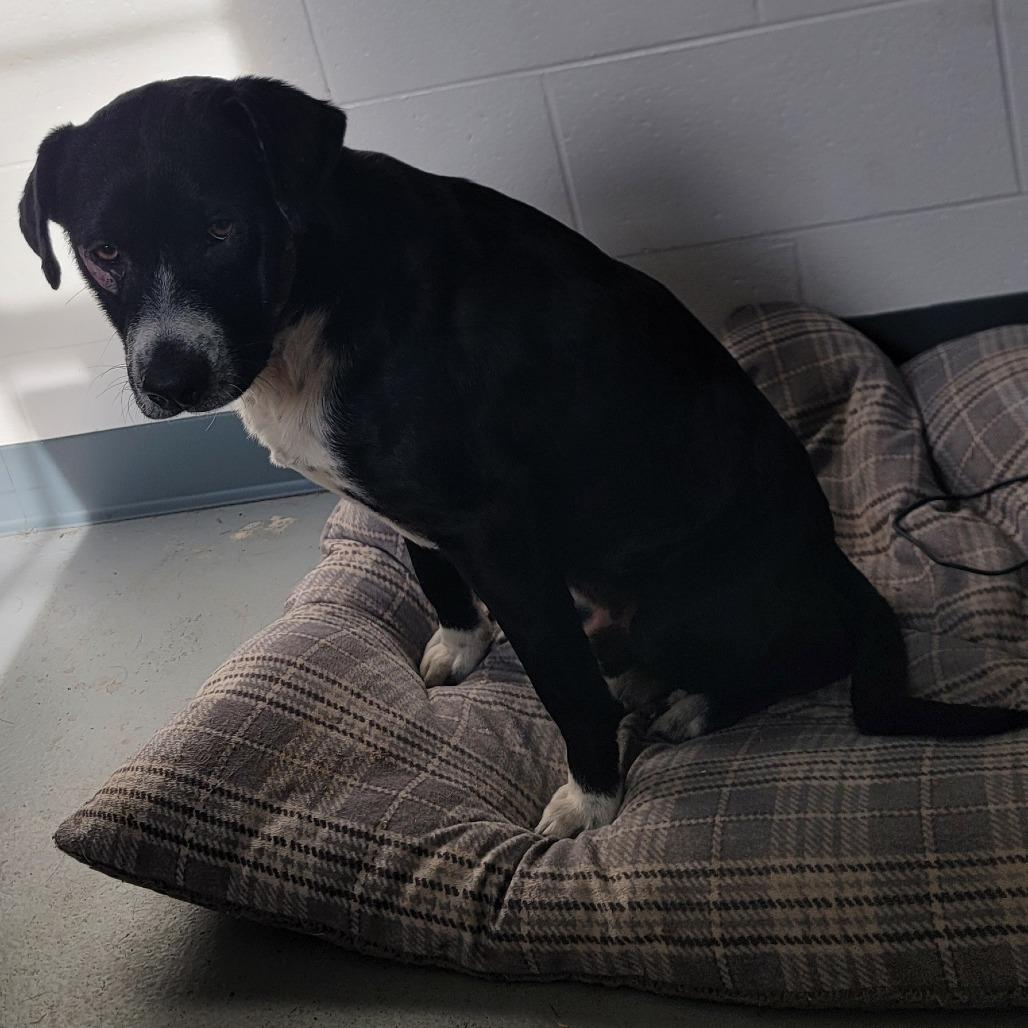 Enlarge L.A. Knight, a Adoptable mixed breed in Smithfield, NC image 1/1