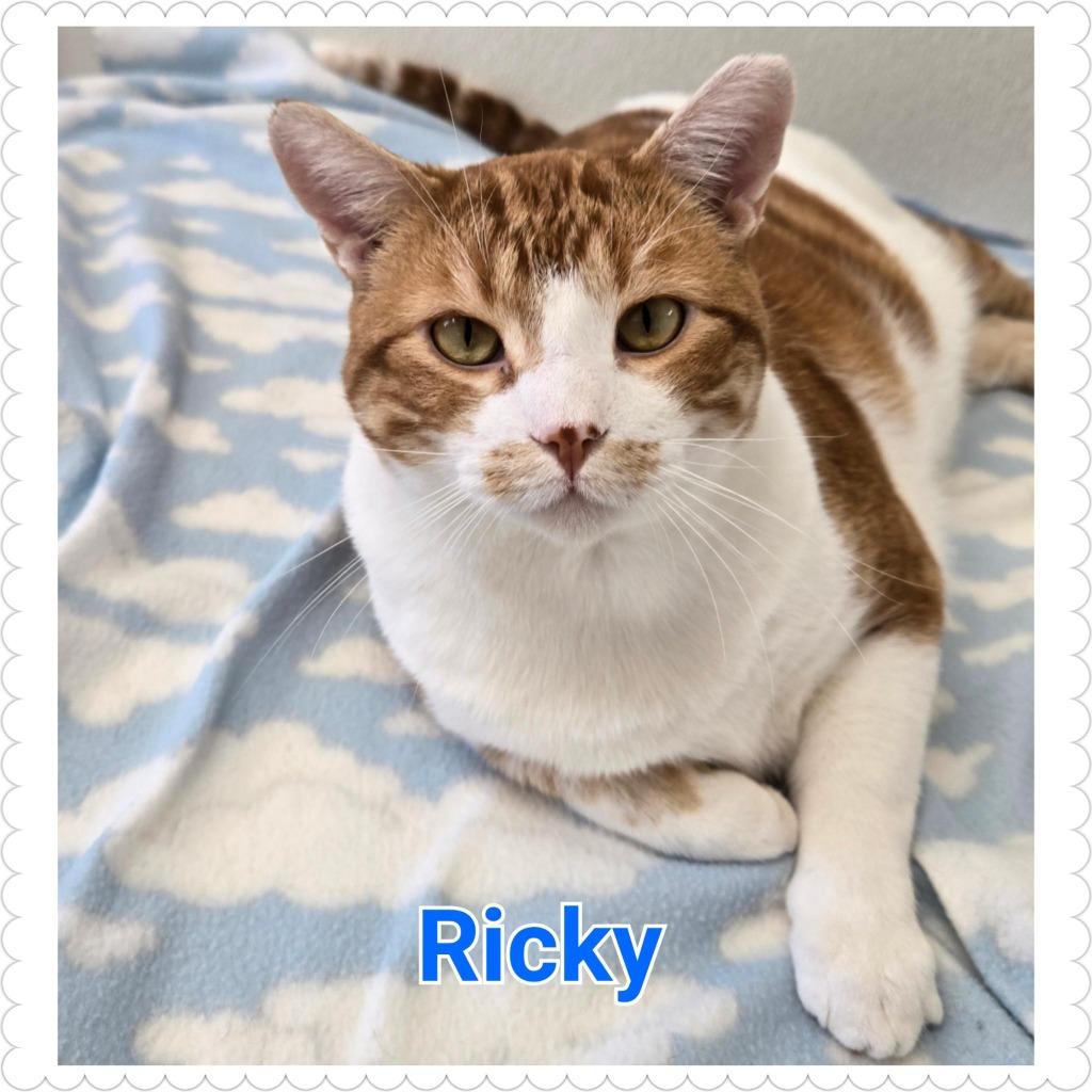 Ricky, Adopted, Adult Male Domestic Short Hair.