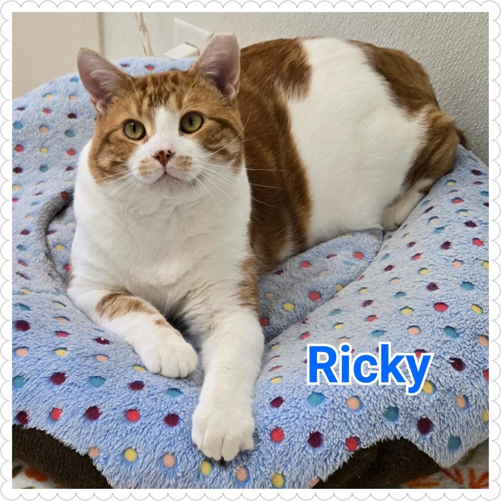 Enlarge Ricky, a Adopted mixed breed in North Saint Paul, MN image 3/6