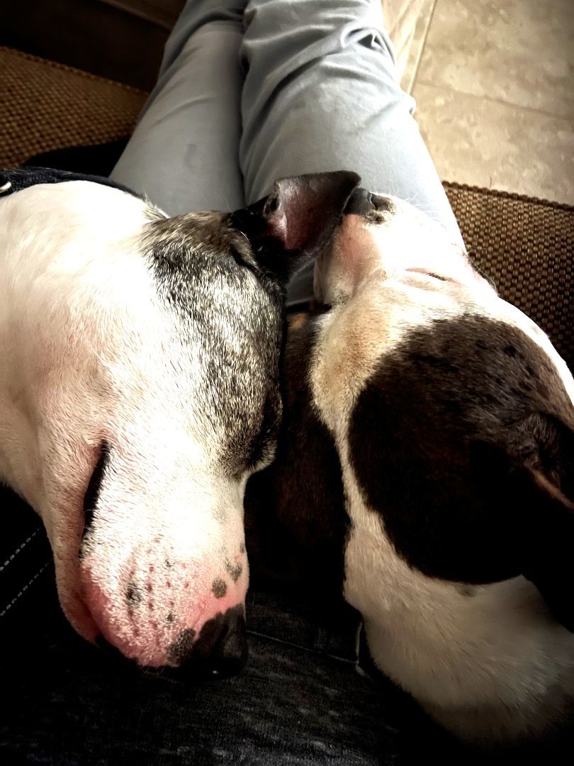 Enlarge Harley (Dog friendly), a Adoptable mixed breed in Monroe Twp, NJ image 1/15