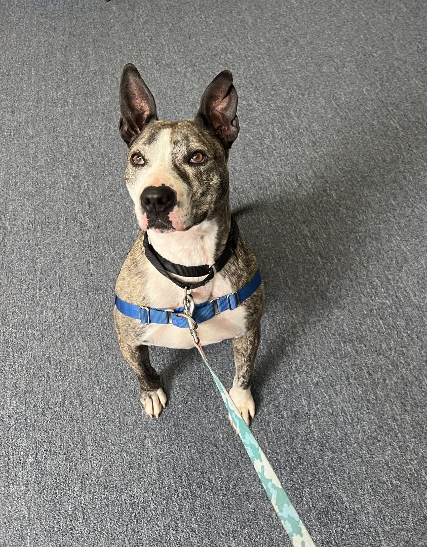 Enlarge Harley (Dog friendly), a Adoptable mixed breed in Monroe Twp, NJ image 3/15