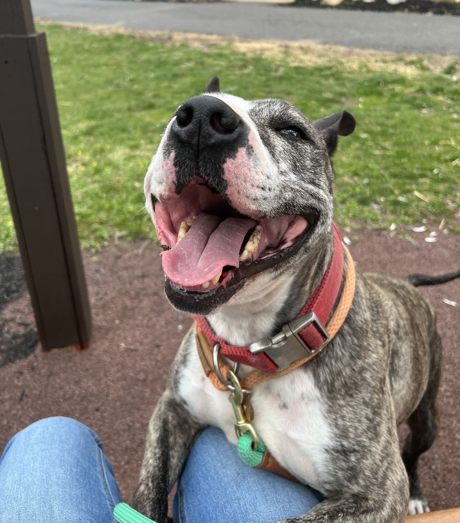 Enlarge Harley (Dog friendly), a Adoptable mixed breed in Monroe Twp, NJ image 4/15