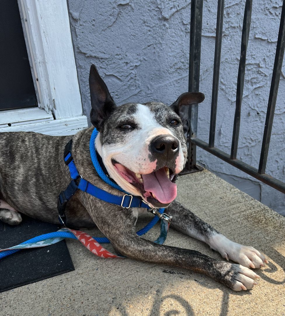 Enlarge Harley (Dog friendly), a Adoptable mixed breed in Monroe Twp, NJ image 5/15